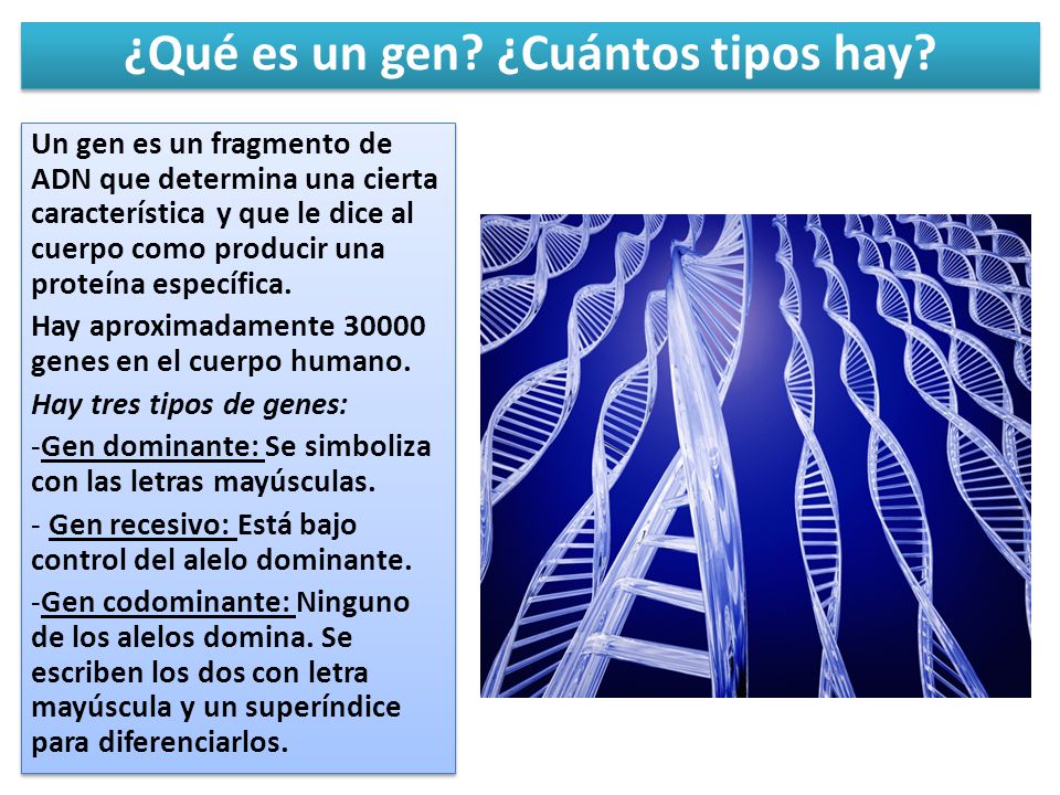 ¿Qué es un gen ¿Cuántos tipos hay