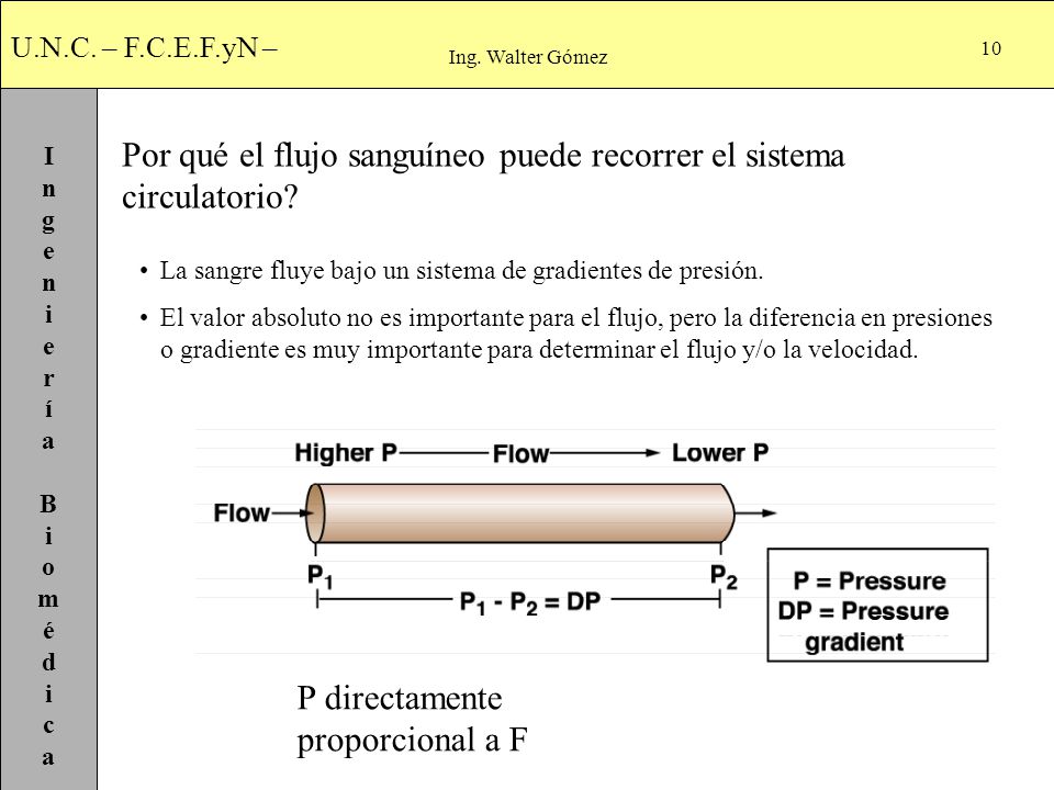Por qué el flujo sanguíneo puede recorrer el sistema circulatorio