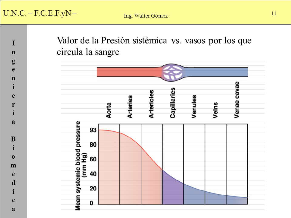 Valor de la Presión sistémica vs. vasos por los que circula la sangre