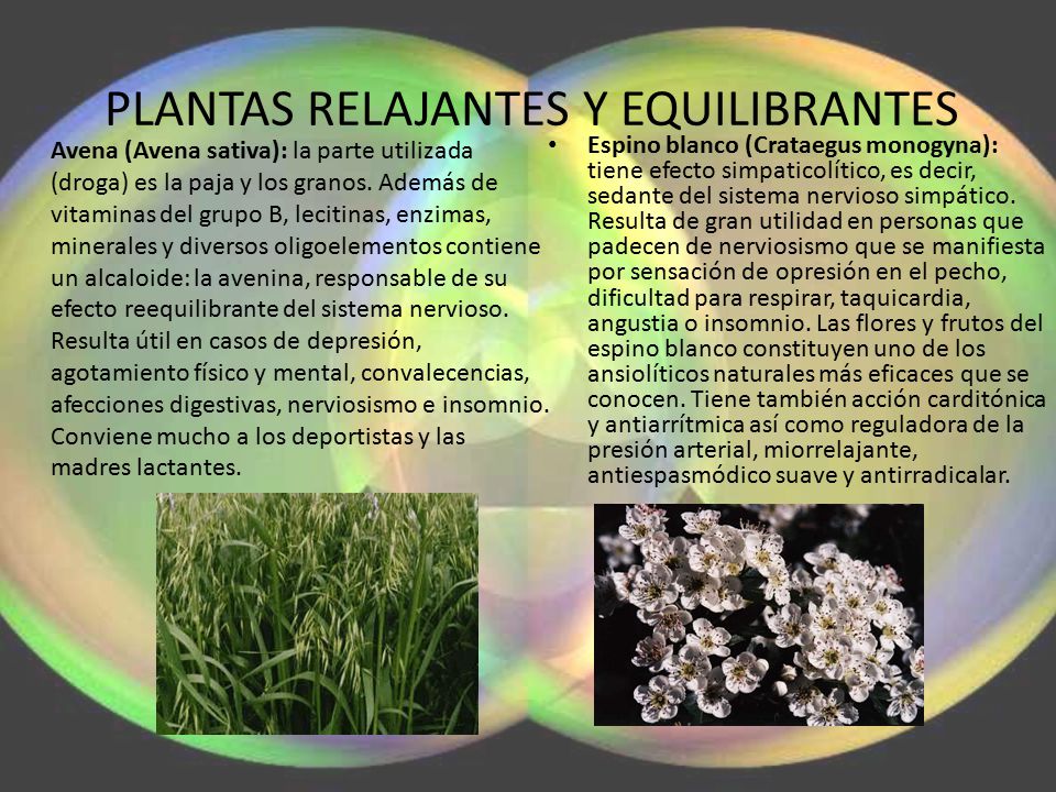 PLANTAS RELAJANTES Y EQUILIBRANTES
