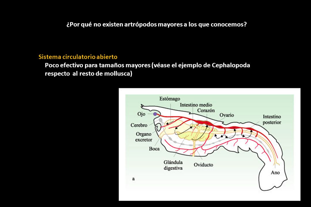 ¿Por qué no existen artrópodos mayores a los que conocemos