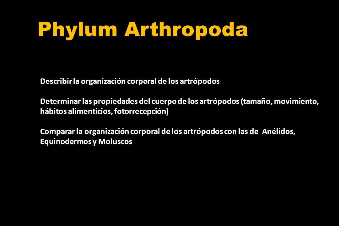 Phylum Arthropoda Describir la organización corporal de los artrópodos