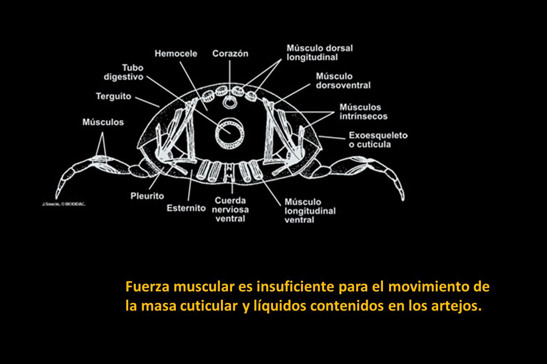 Fuerza muscular es insuficiente para el movimiento de la masa cuticular y líquidos contenidos en los artejos.