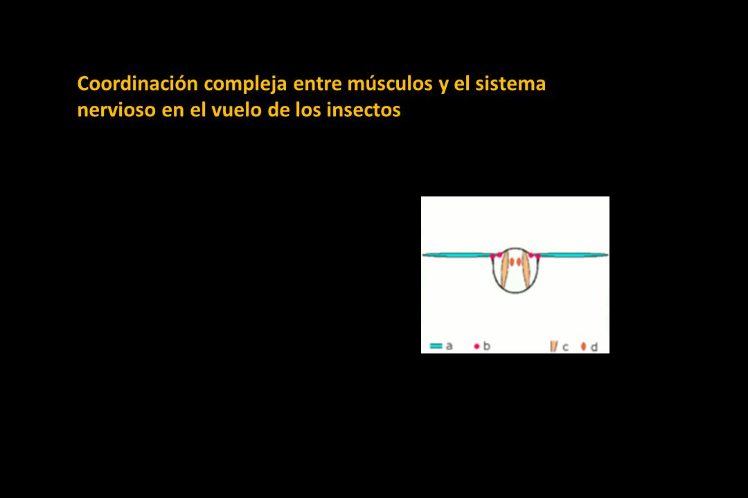 Coordinación compleja entre músculos y el sistema nervioso en el vuelo de los insectos