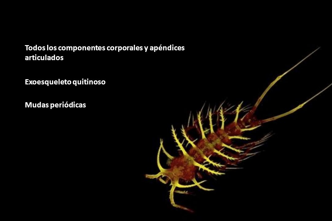 Todos los componentes corporales y apéndices articulados