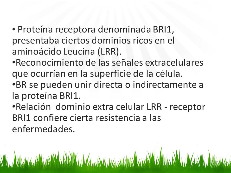 BR se pueden unir directa o indirectamente a la proteína BRI1.
