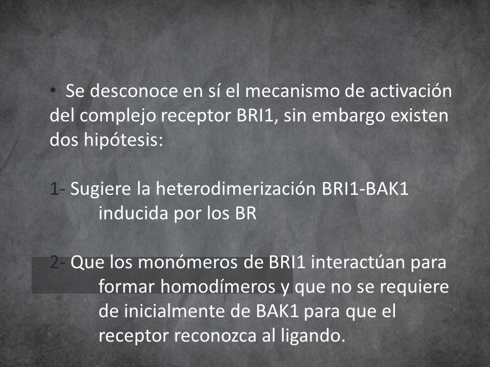 Se desconoce en sí el mecanismo de activación del complejo receptor BRI1, sin embargo existen dos hipótesis:
