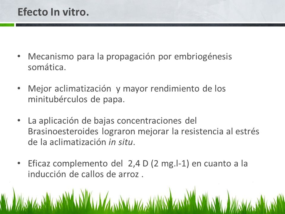 Efecto In vitro. Mecanismo para la propagación por embriogénesis somática. Mejor aclimatización y mayor rendimiento de los minitubérculos de papa.