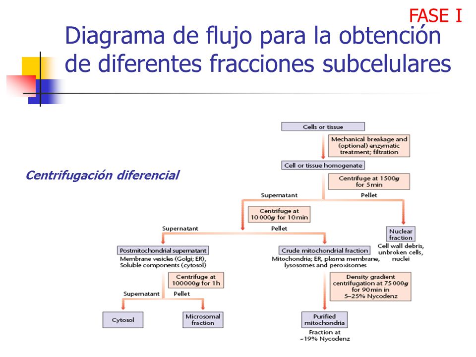 FASE I Diagrama de flujo para la obtención de diferentes fracciones subcelulares.