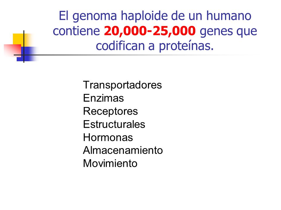El genoma haploide de un humano contiene 20,000-25,000 genes que codifican a proteínas.