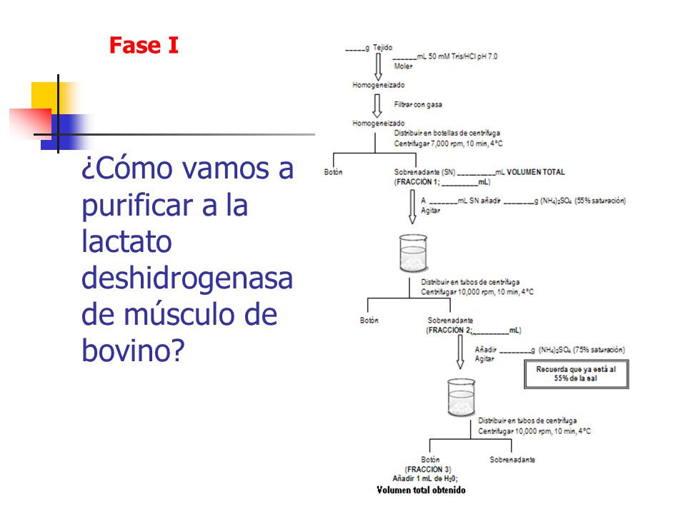 Fase I ¿Cómo vamos a purificar a la lactato deshidrogenasa de músculo de bovino