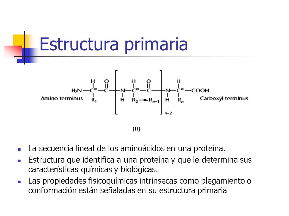 Estructura primaria La secuencia lineal de los aminoácidos en una proteína.