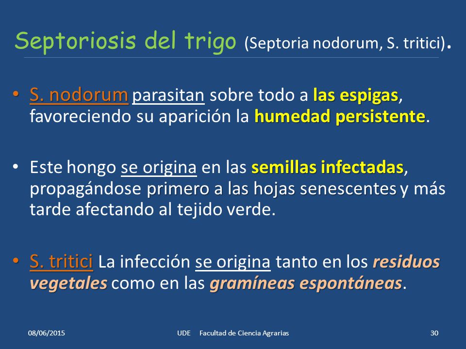 Septoriosis del trigo (Septoria nodorum, S. tritici).