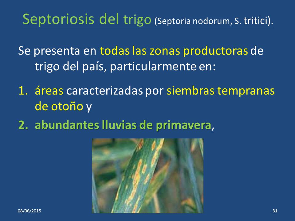 Septoriosis del trigo (Septoria nodorum, S. tritici).