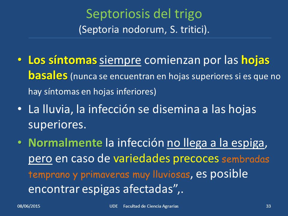 Septoriosis del trigo (Septoria nodorum, S. tritici).