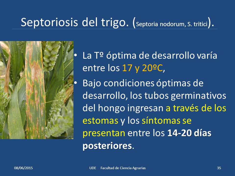 Septoriosis del trigo. (Septoria nodorum, S. tritici).