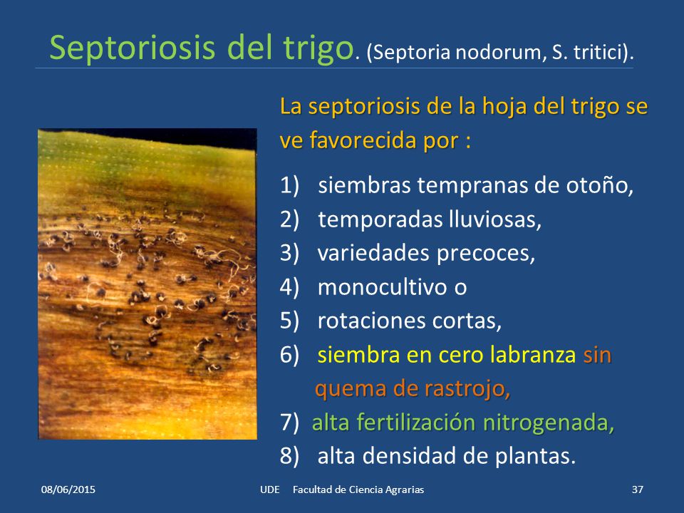 Septoriosis del trigo. (Septoria nodorum, S. tritici).