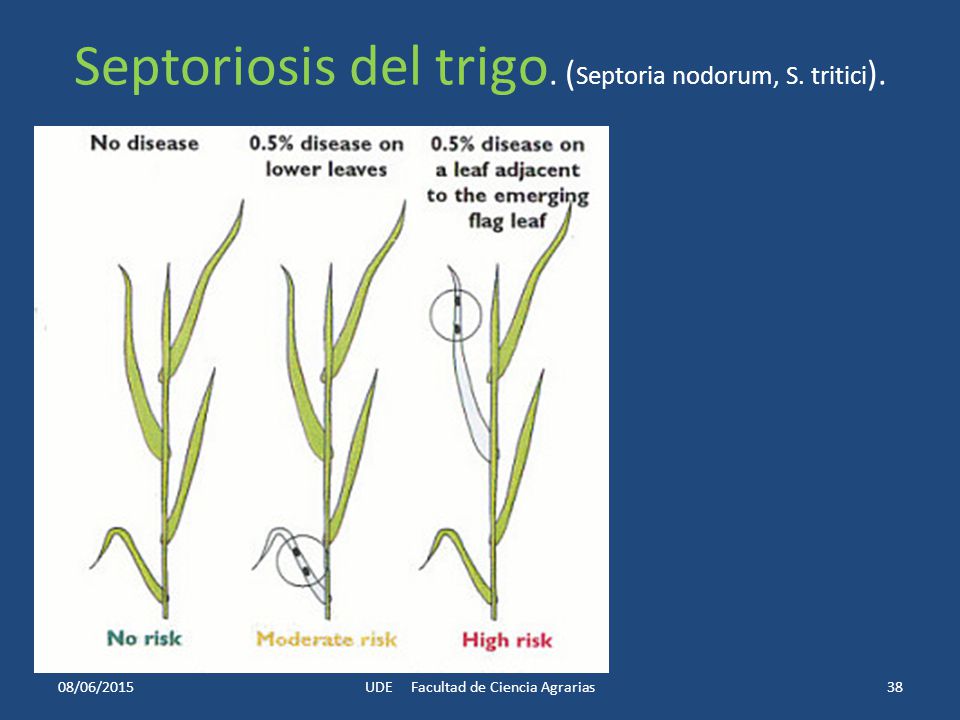 Septoriosis del trigo. (Septoria nodorum, S. tritici).