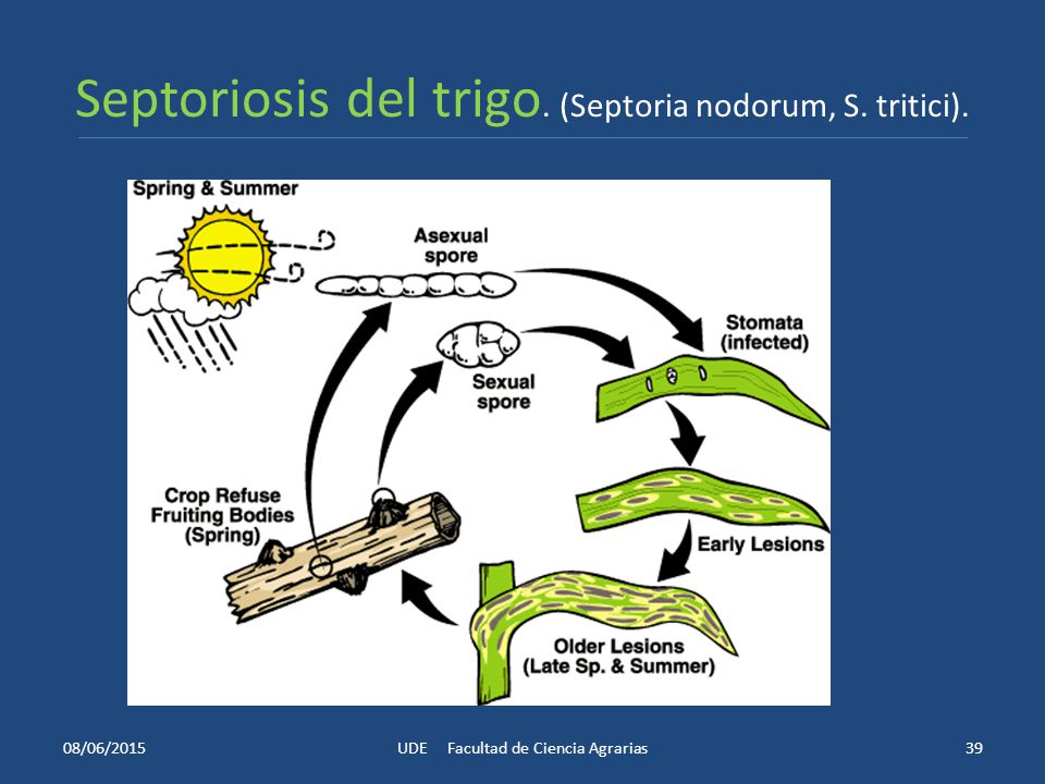 Septoriosis del trigo. (Septoria nodorum, S. tritici).