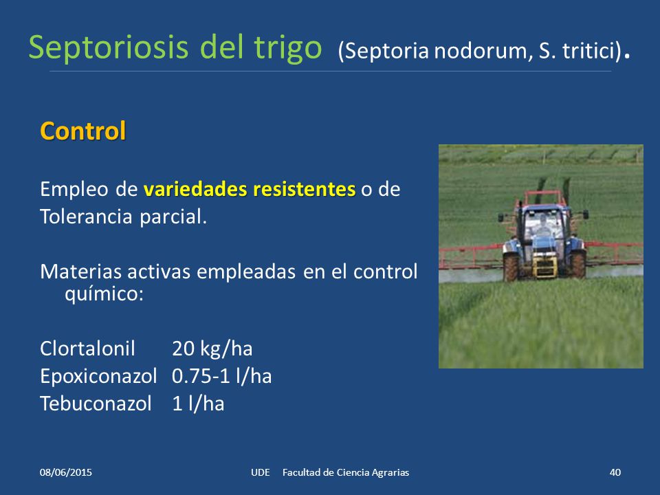 Septoriosis del trigo (Septoria nodorum, S. tritici).