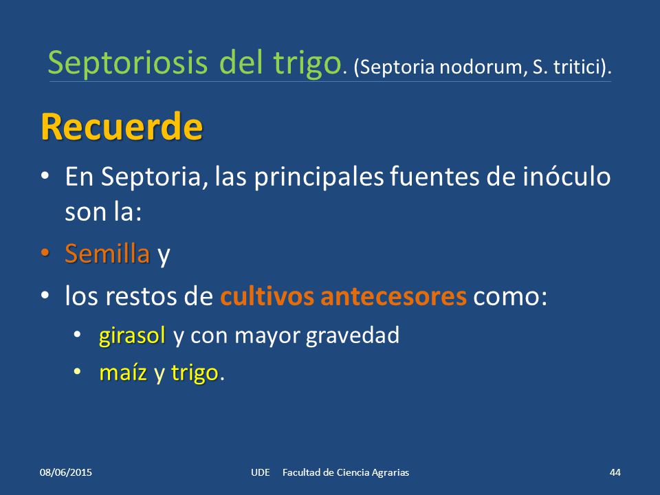Septoriosis del trigo. (Septoria nodorum, S. tritici).