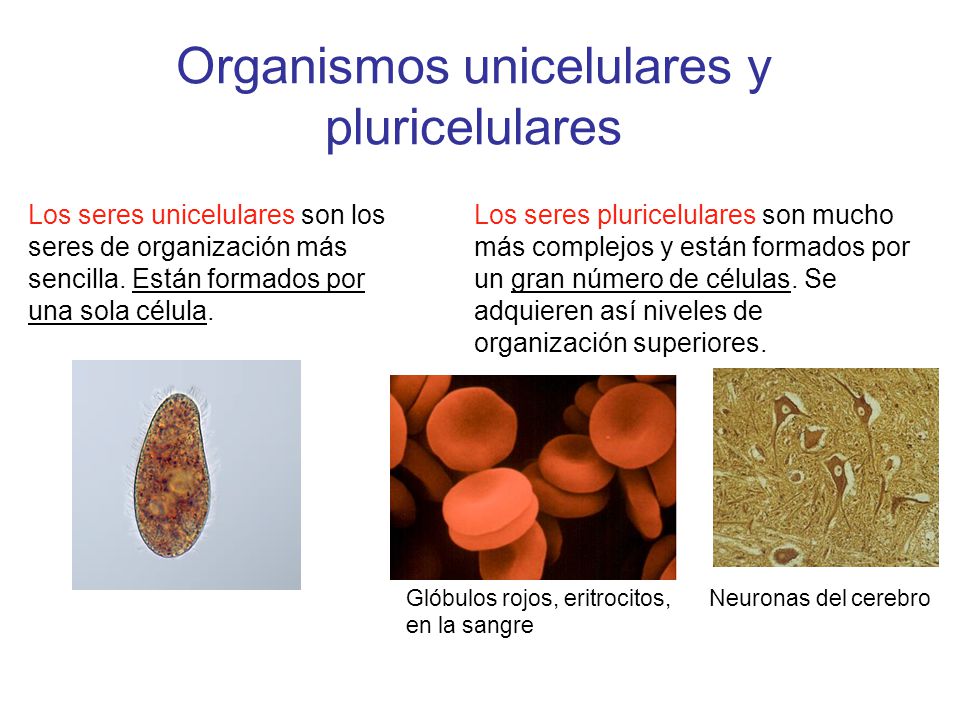Organismos unicelulares y pluricelulares