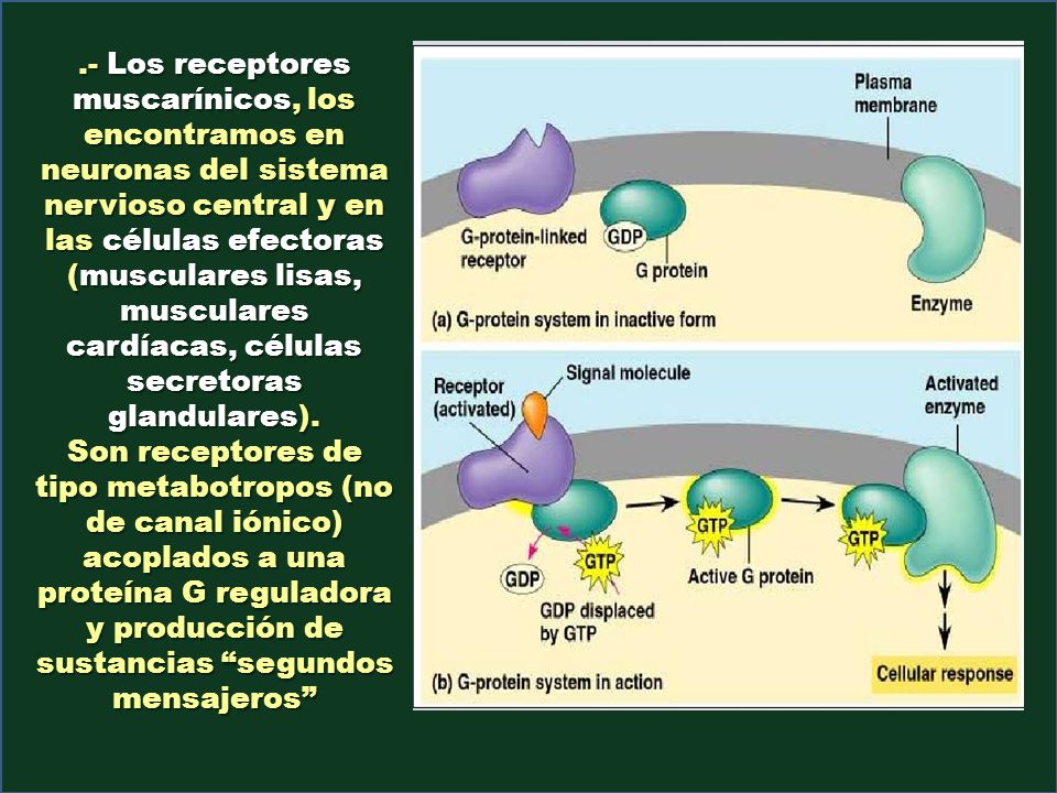 .- Los receptores muscarínicos, los encontramos en neuronas del sistema nervioso central y en las células efectoras (musculares lisas, musculares cardíacas, células secretoras glandulares).
