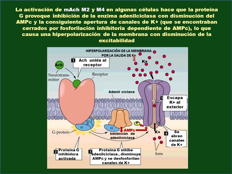 La activación de mAch M2 y M4 en algunas células hace que la proteína G provoque inhibición de la enzima adenilciclasa con disminución del AMPc y la consiguiente apertura de canales de K+ (que se encontraban cerrados por fosforilación inhibitoria dependiente de AMPc), lo que causa una hiperpolarización de la membrana con disminución de la excitabilidad