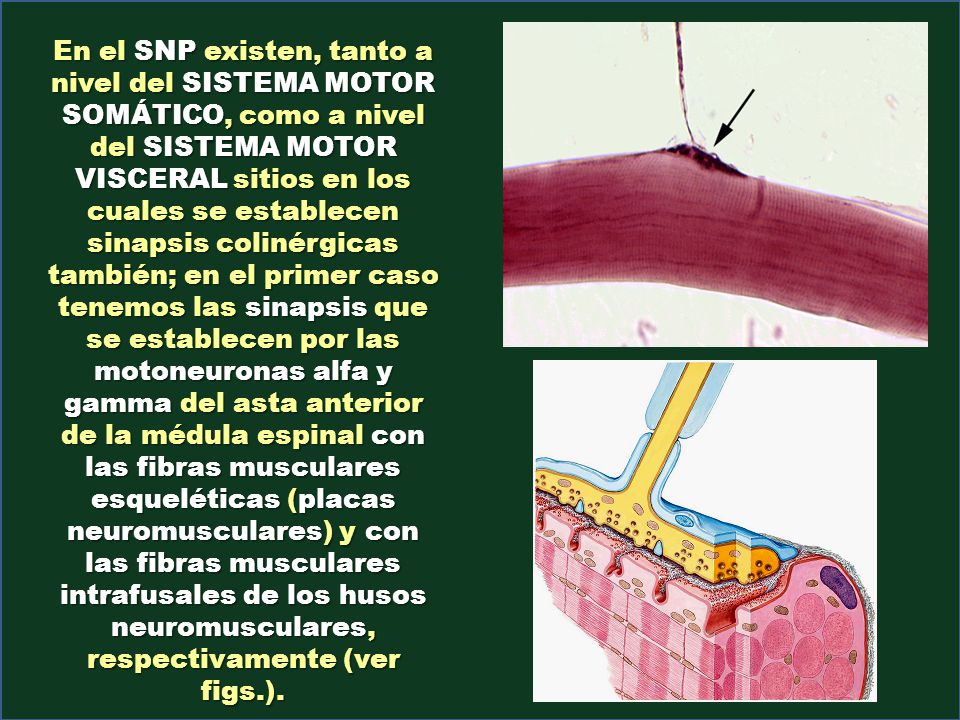 En el SNP existen, tanto a nivel del SISTEMA MOTOR SOMÁTICO, como a nivel del SISTEMA MOTOR VISCERAL sitios en los cuales se establecen sinapsis colinérgicas también; en el primer caso tenemos las sinapsis que se establecen por las motoneuronas alfa y gamma del asta anterior de la médula espinal con las fibras musculares esqueléticas (placas neuromusculares) y con las fibras musculares intrafusales de los husos neuromusculares, respectivamente (ver figs.).