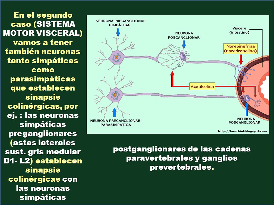 En el segundo caso (SISTEMA MOTOR VISCERAL) vamos a tener también neuronas tanto simpáticas como parasimpáticas que establecen sinapsis colinérgicas, por ej. : las neuronas simpáticas preganglionares (astas laterales sust. gris medular D1- L2) establecen sínapsis colinérgicas con las neuronas simpáticas