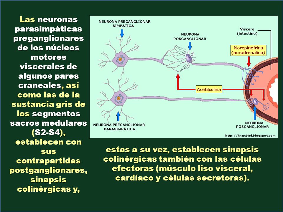 Las neuronas parasimpáticas preganglionares de los núcleos motores viscerales de algunos pares craneales, así como las de la sustancia gris de los segmentos sacros medulares (S2-S4), establecen con sus contrapartidas postganglionares, sinapsis colinérgicas y,