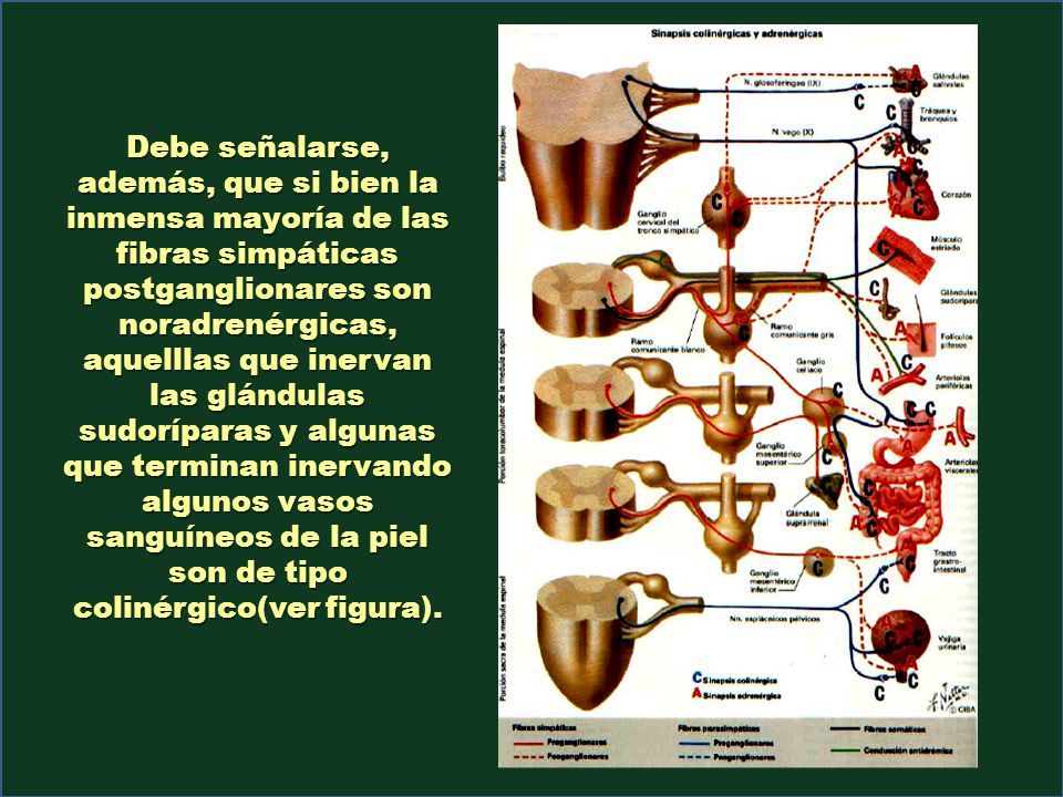 Debe señalarse, además, que si bien la inmensa mayoría de las fibras simpáticas postganglionares son noradrenérgicas, aquelllas que inervan las glándulas sudoríparas y algunas que terminan inervando algunos vasos sanguíneos de la piel son de tipo colinérgico(ver figura).