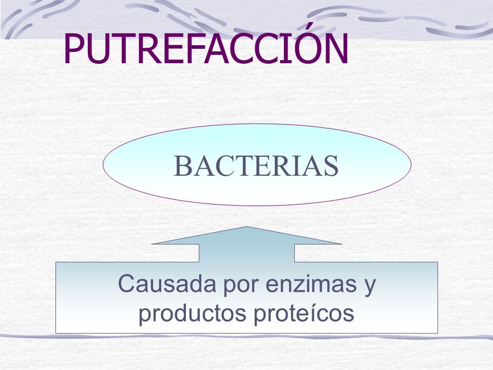 PUTREFACCIÓN BACTERIAS Causada por enzimas y productos proteícos