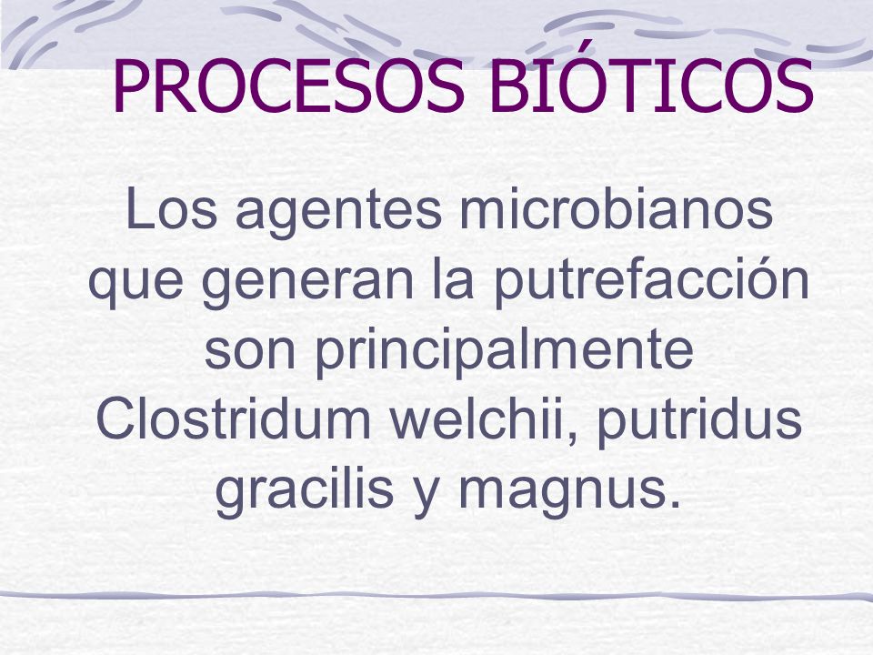 PROCESOS BIÓTICOS Los agentes microbianos que generan la putrefacción son principalmente Clostridum welchii, putridus gracilis y magnus.