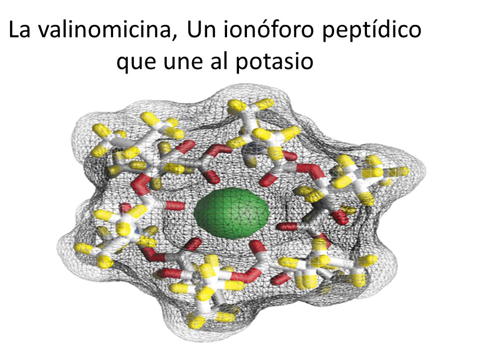 La valinomicina, Un ionóforo peptídico que une al potasio
