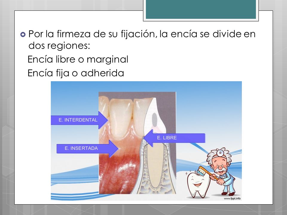 Por la firmeza de su fijación, la encía se divide en dos regiones: