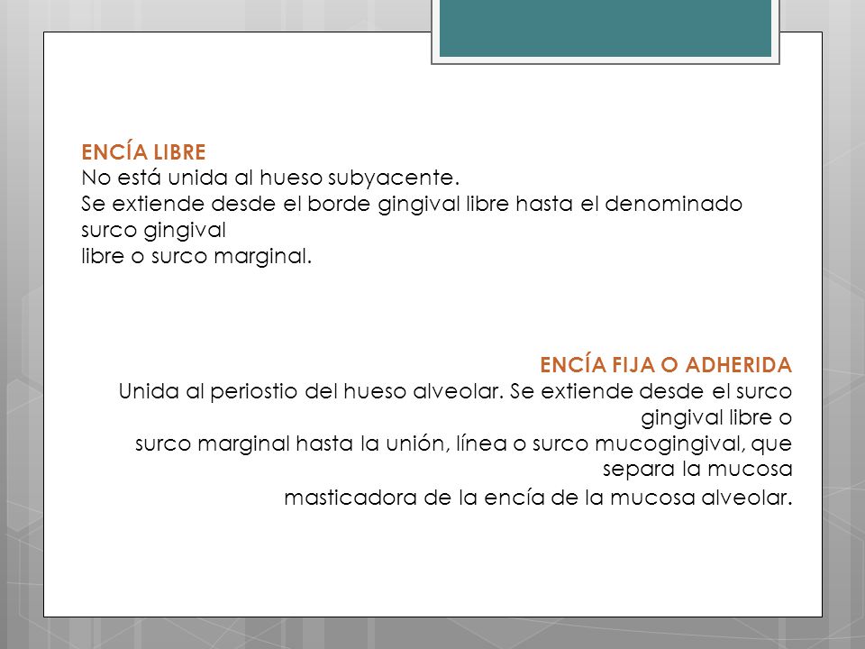 ENCÍA LIBRE No está unida al hueso subyacente. Se extiende desde el borde gingival libre hasta el denominado surco gingival.