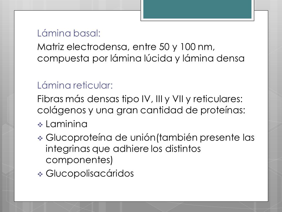 Lámina basal: Matriz electrodensa, entre 50 y 100 nm, compuesta por lámina lúcida y lámina densa. Lámina reticular: