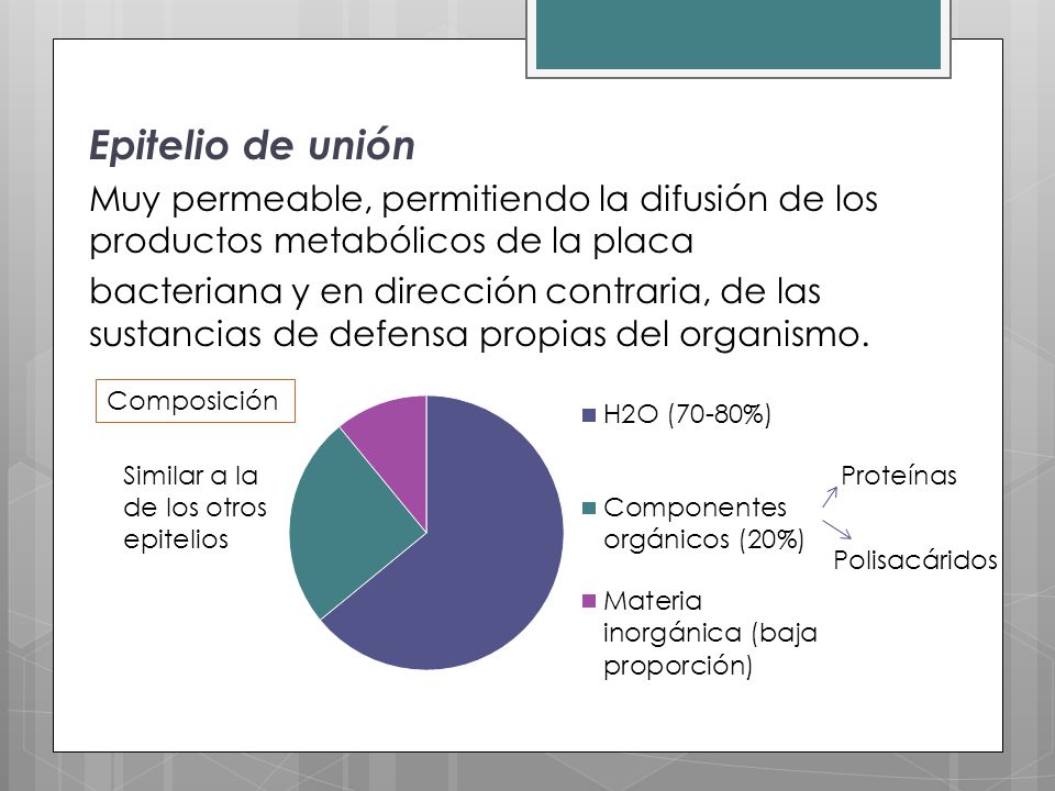 Epitelio de unión Muy permeable, permitiendo la difusión de los productos metabólicos de la placa.