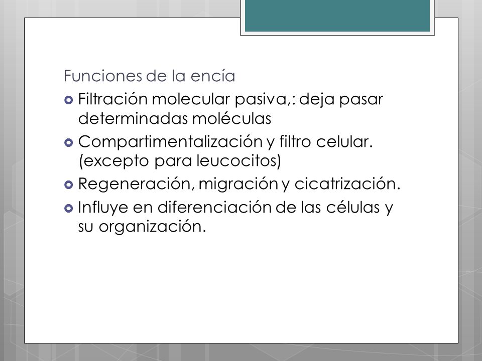 Funciones de la encía Filtración molecular pasiva,: deja pasar determinadas moléculas.