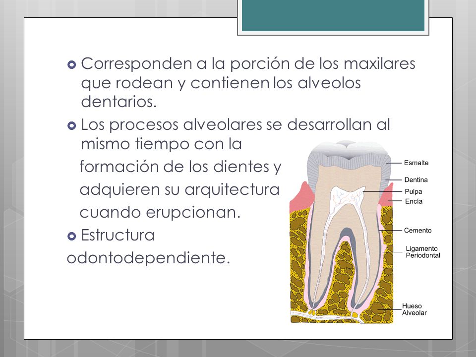 Corresponden a la porción de los maxilares que rodean y contienen los alveolos dentarios.