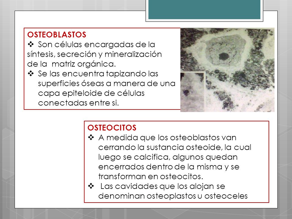 OSTEOBLASTOS Son células encargadas de la. síntesis, secreción y mineralización. de la matriz orgánica.