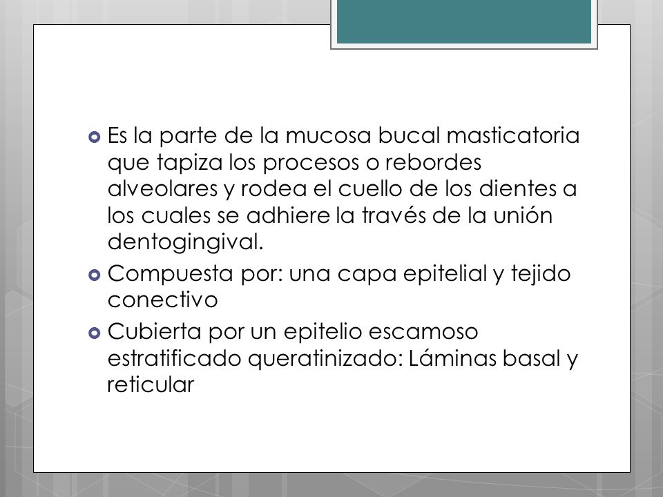 Es la parte de la mucosa bucal masticatoria que tapiza los procesos o rebordes alveolares y rodea el cuello de los dientes a los cuales se adhiere la través de la unión dentogingival.