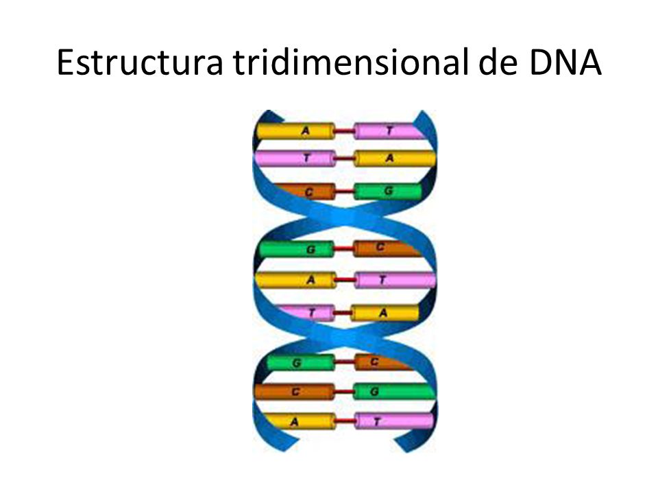 Estructura tridimensional de DNA