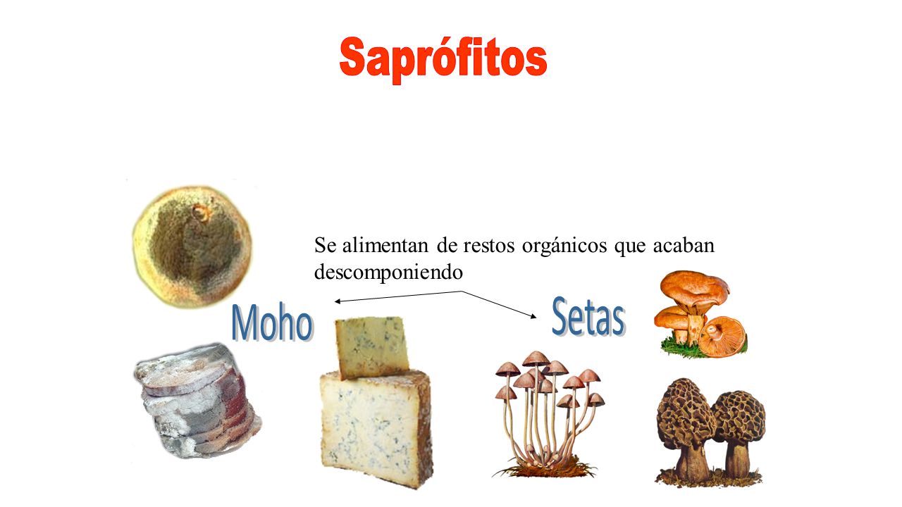 Saprófitos Se alimentan de restos orgánicos que acaban descomponiendo Setas Moho