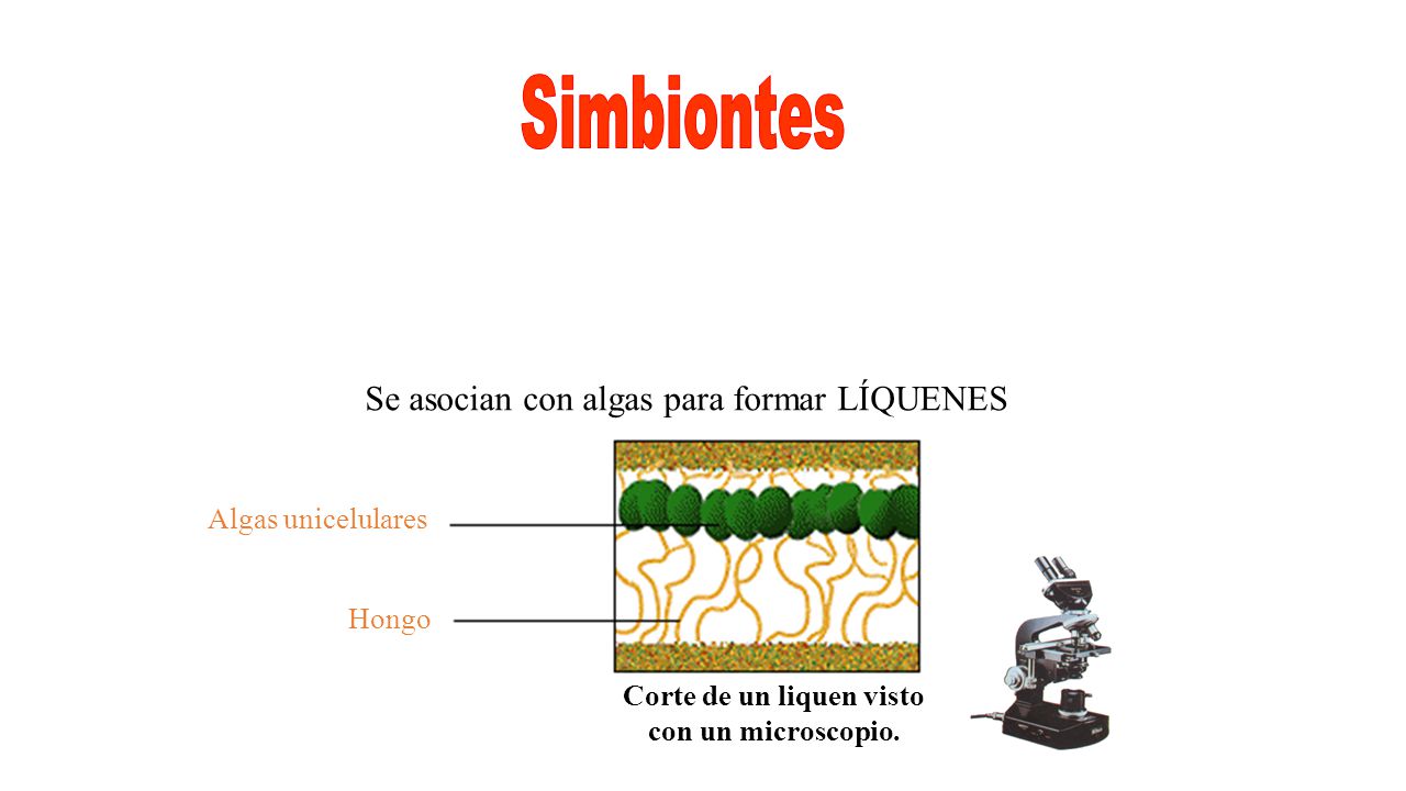 Corte de un liquen visto con un microscopio.