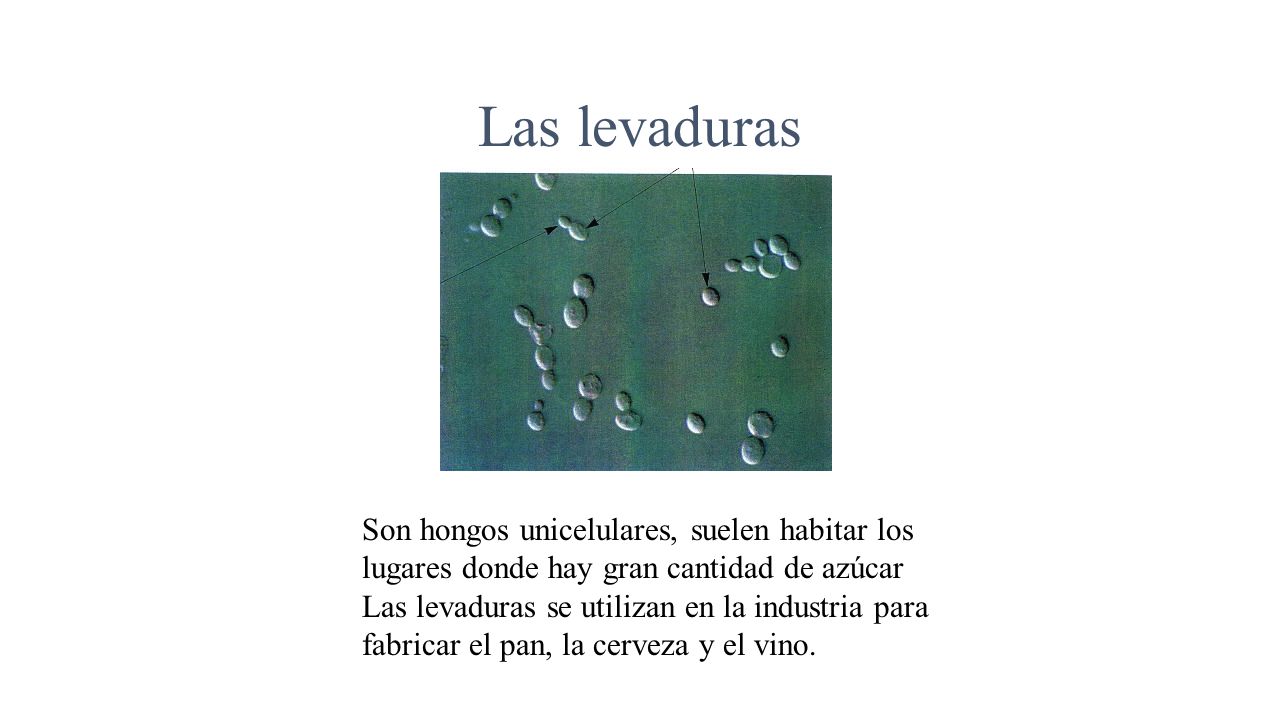 Las levaduras Son hongos unicelulares, suelen habitar los lugares donde hay gran cantidad de azúcar.