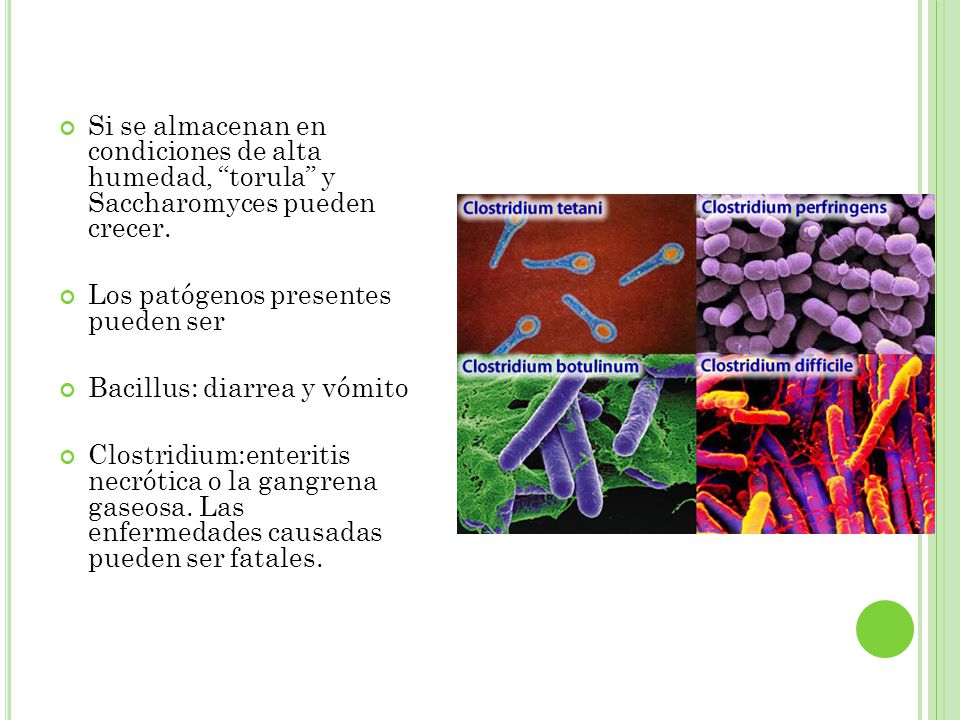 Si se almacenan en condiciones de alta humedad, torula y Saccharomyces pueden crecer.