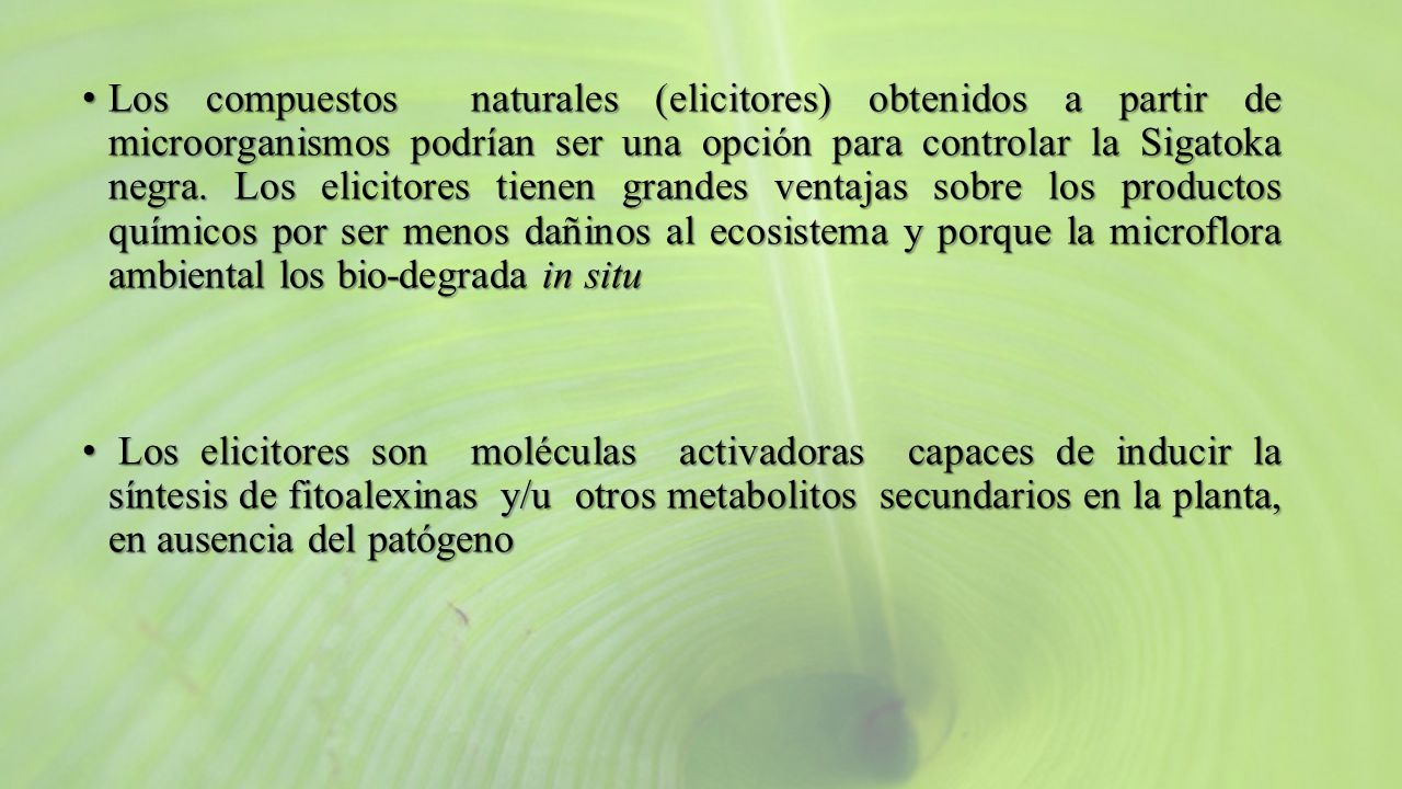 Los compuestos naturales (elicitores) obtenidos a partir de microorganismos podrían ser una opción para controlar la Sigatoka negra. Los elicitores tienen grandes ventajas sobre los productos químicos por ser menos dañinos al ecosistema y porque la microflora ambiental los bio-degrada in situ