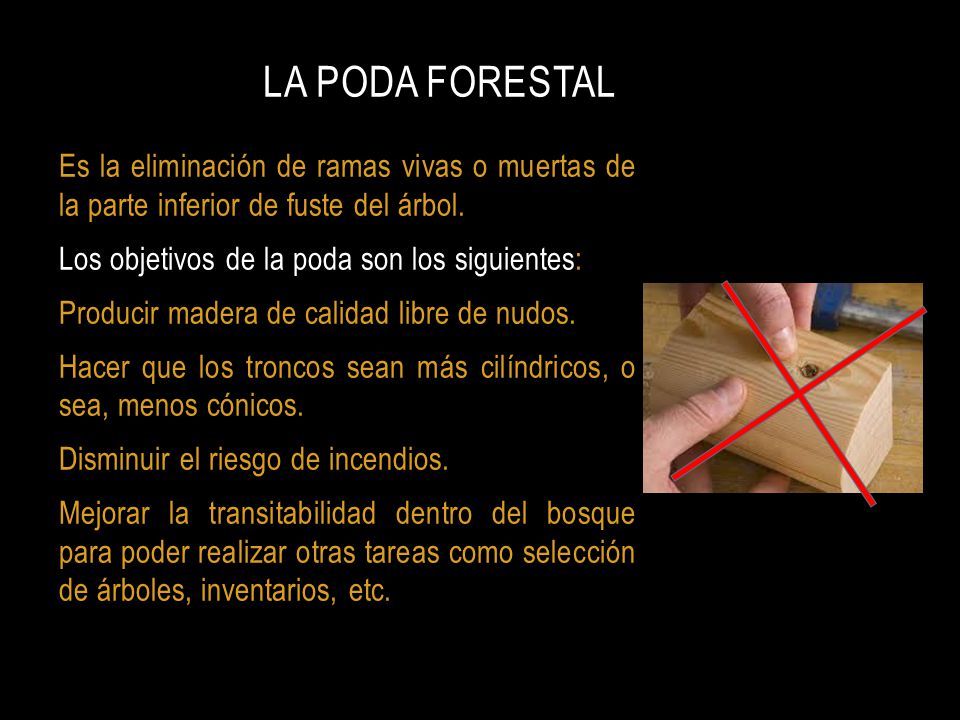 LA PODA FORESTAL Es la eliminación de ramas vivas o muertas de la parte inferior de fuste del árbol.